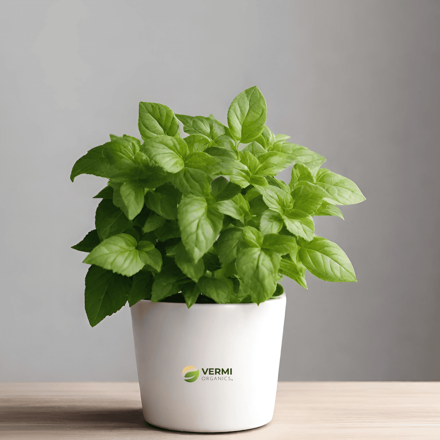 Krishna Tulsi Plant, Holy Basil, Ocimum tenuiflorum Plant