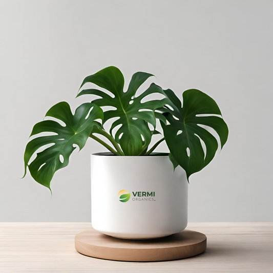 Philodendron Selloum Plant