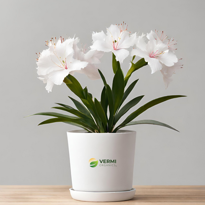Kaner Nerium (White Double) Plant