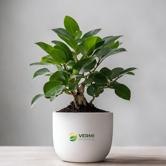 Ficus Panda Plant