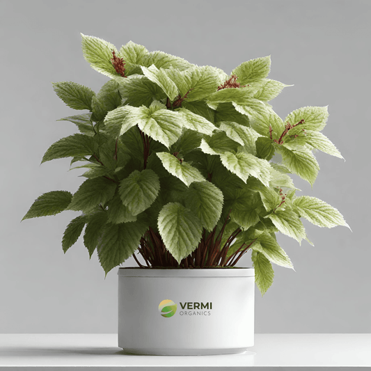 Acalypha Wilkesiana Java White Plant