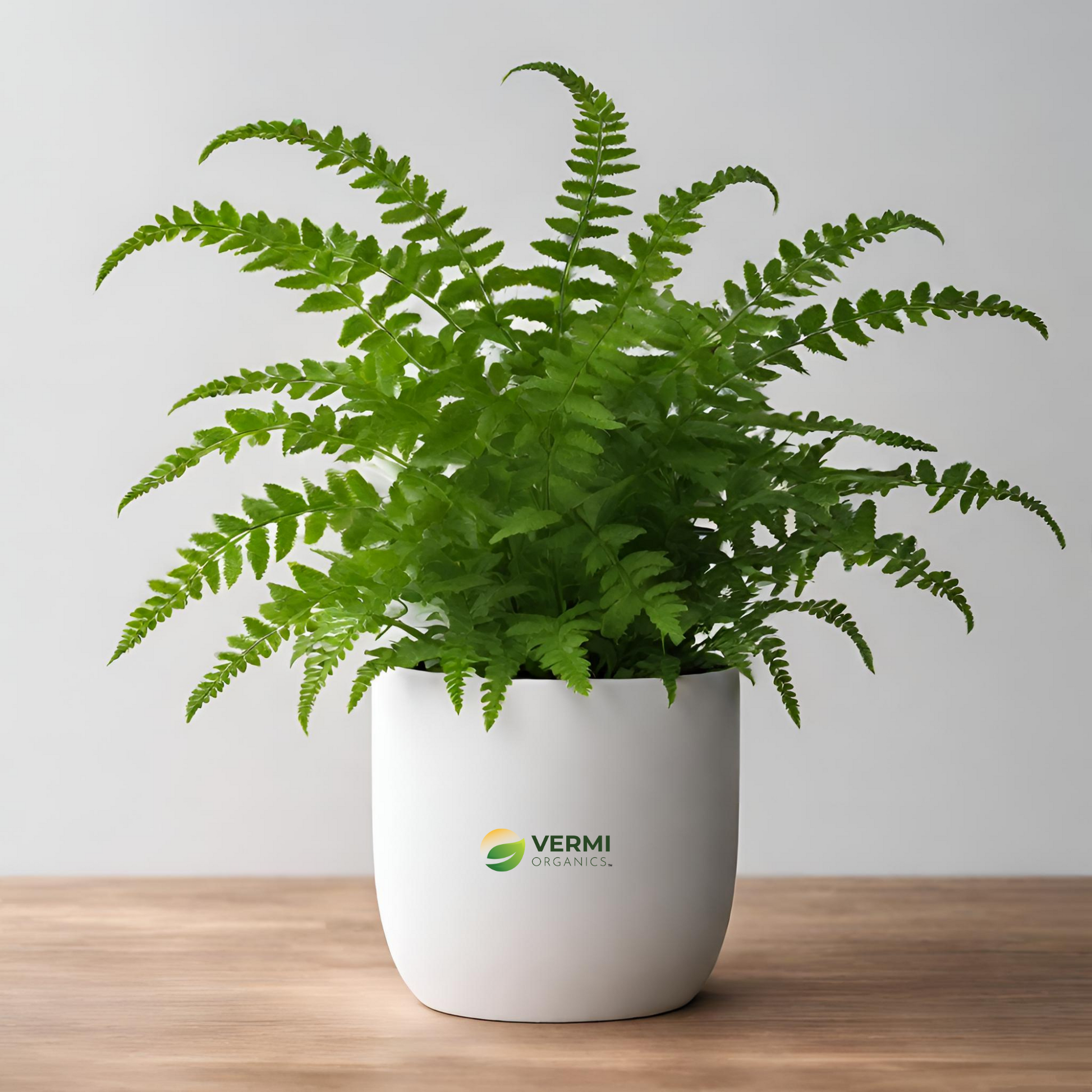 Sweetfern Plant