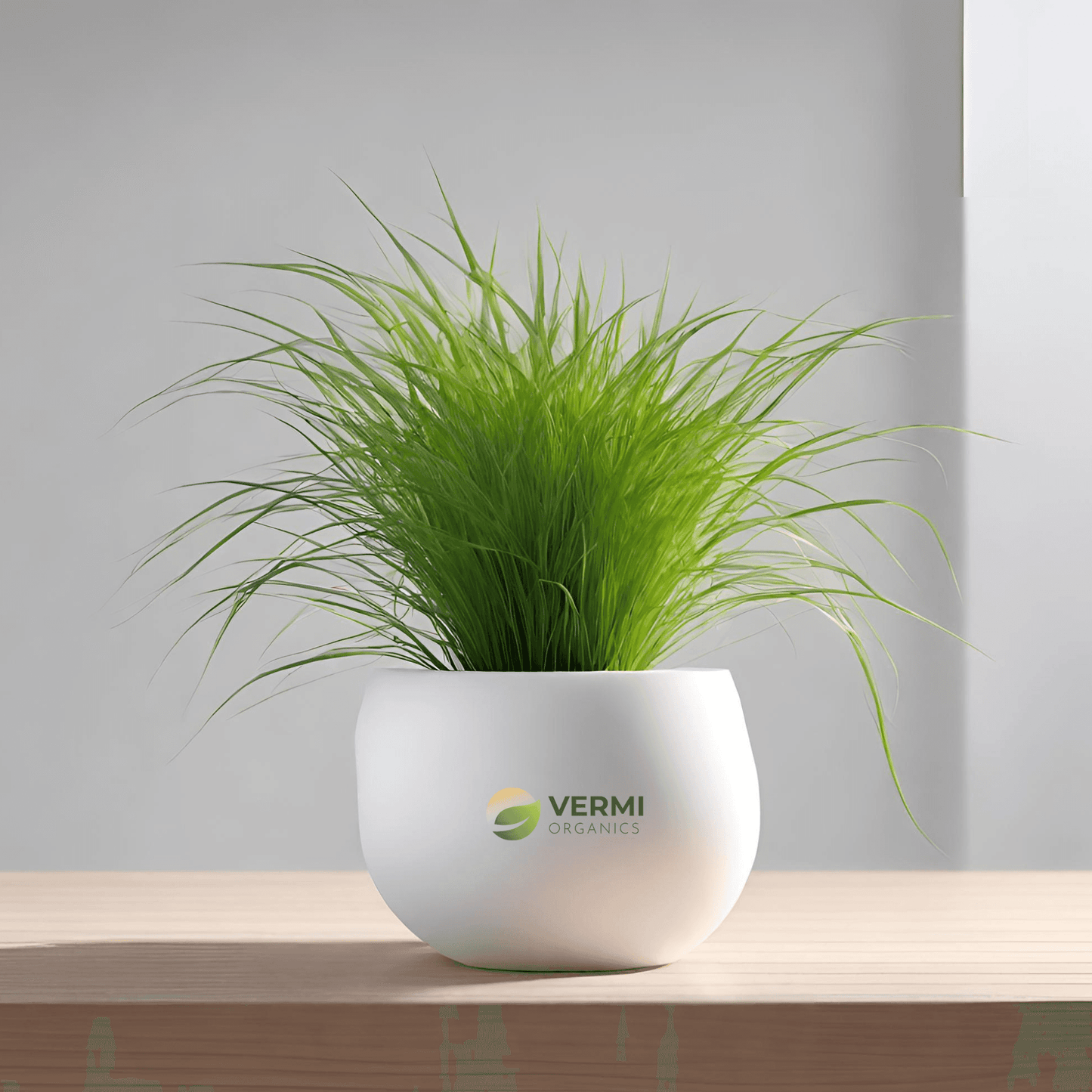 Amazon Mist Carex Grass Plant