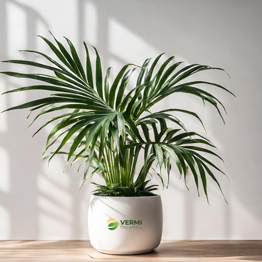 Kentia Palm - Plant