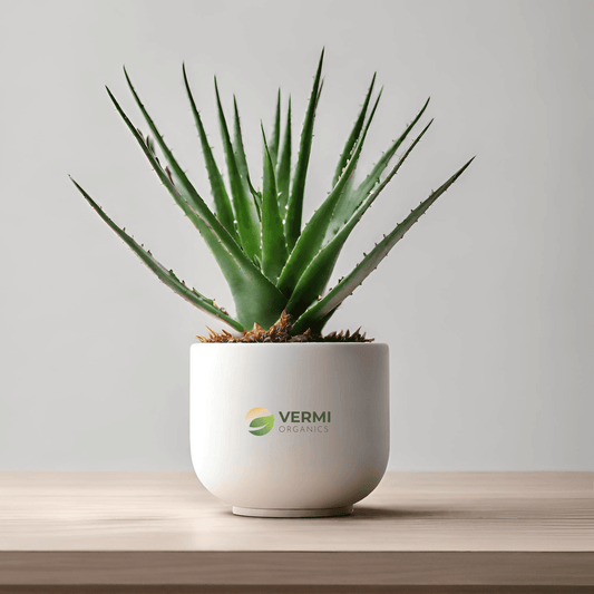Aloe Descoingsii - Succulent Plant
