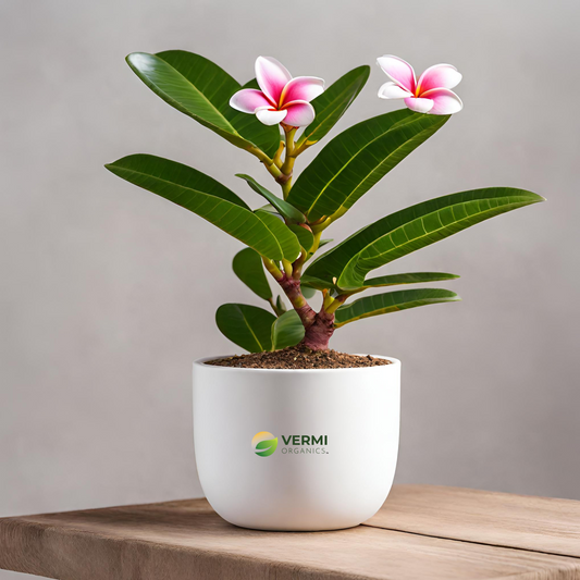 Plumeria Champa Singapore (White Pink) Plant