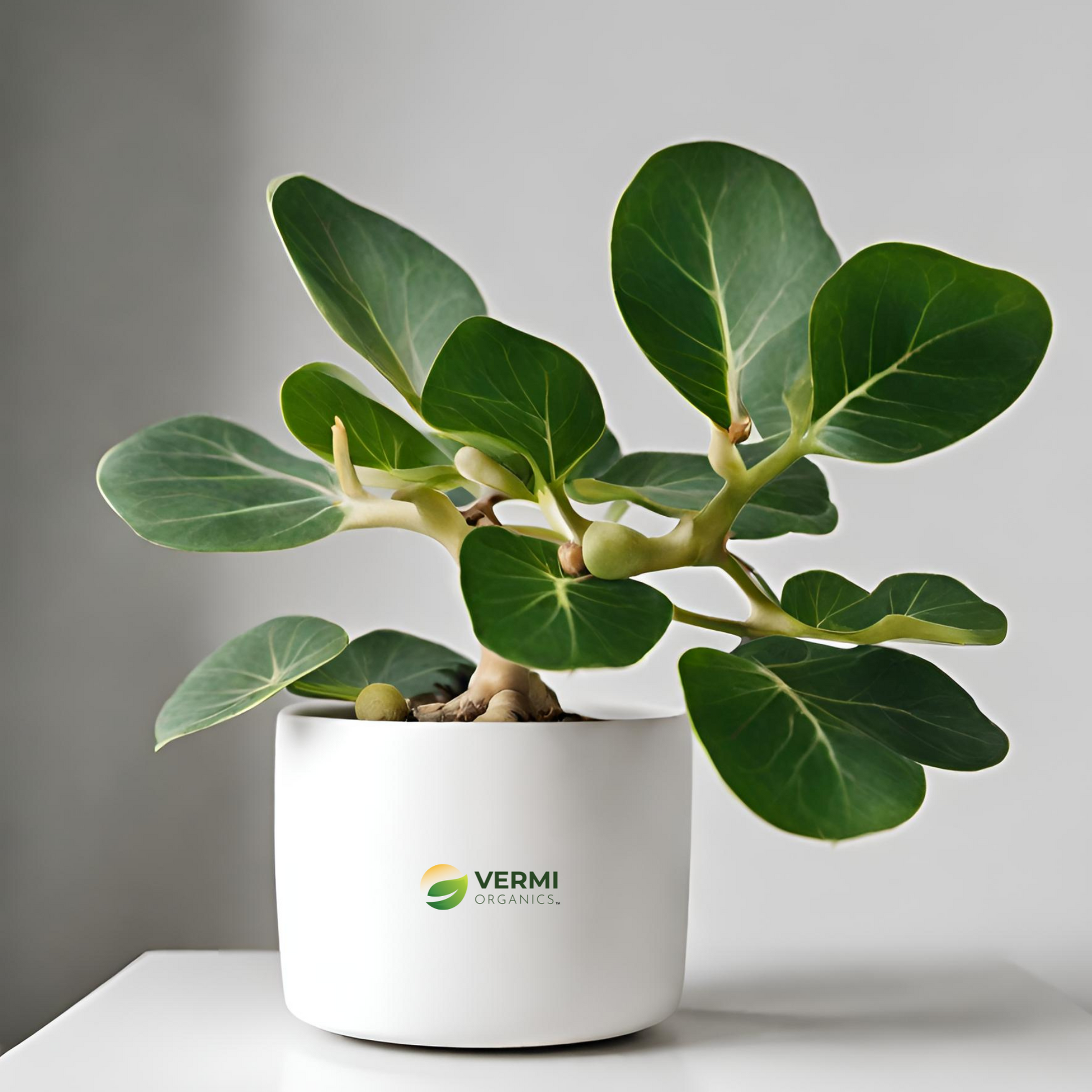 Ficus Infectoria White Fig Plant