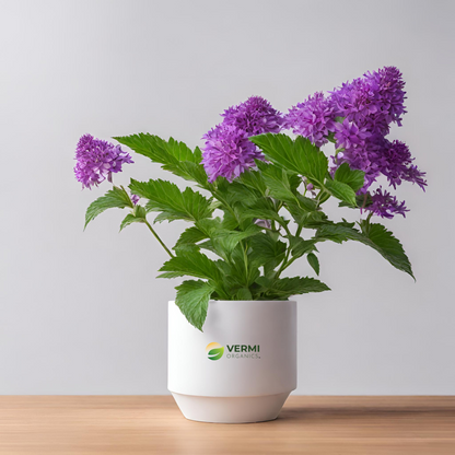 Stachytarpheta (Purple) Plant
