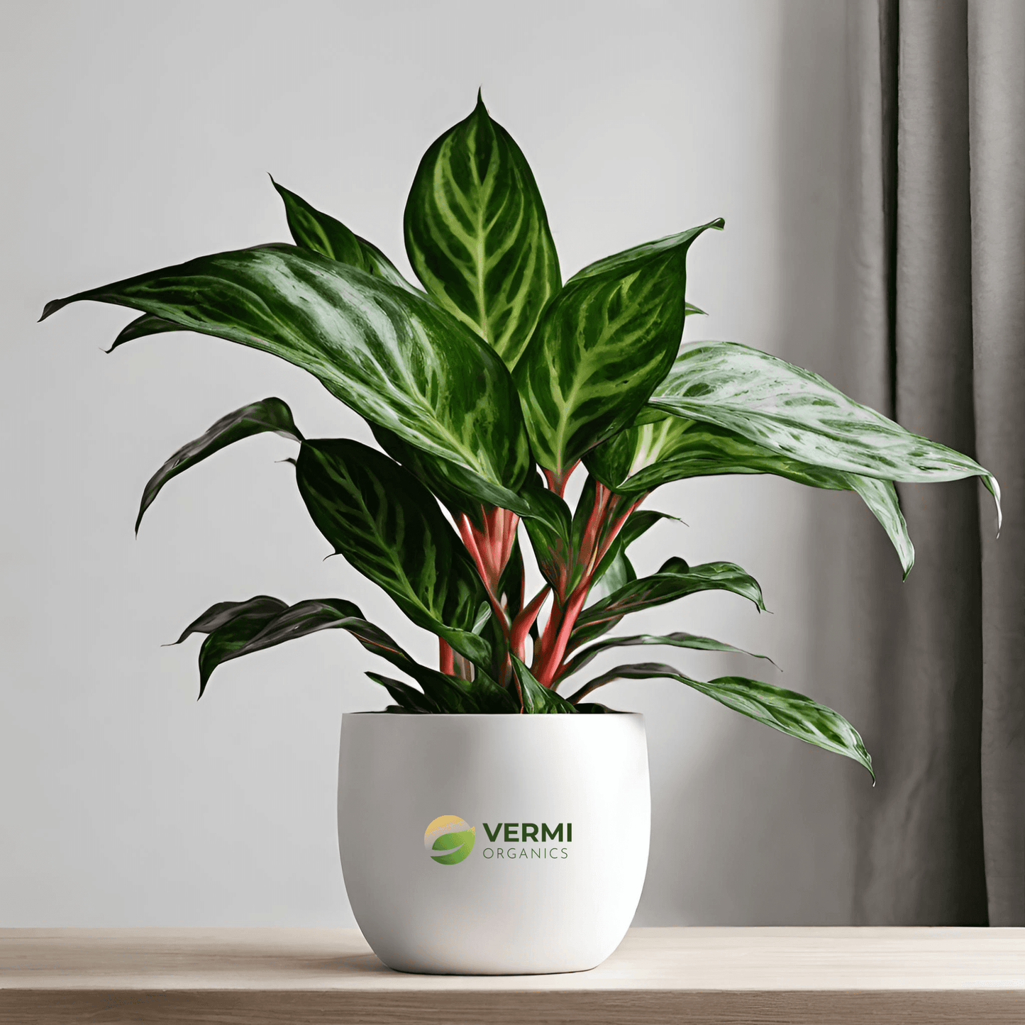 Aglaonema Brilliant - Plant