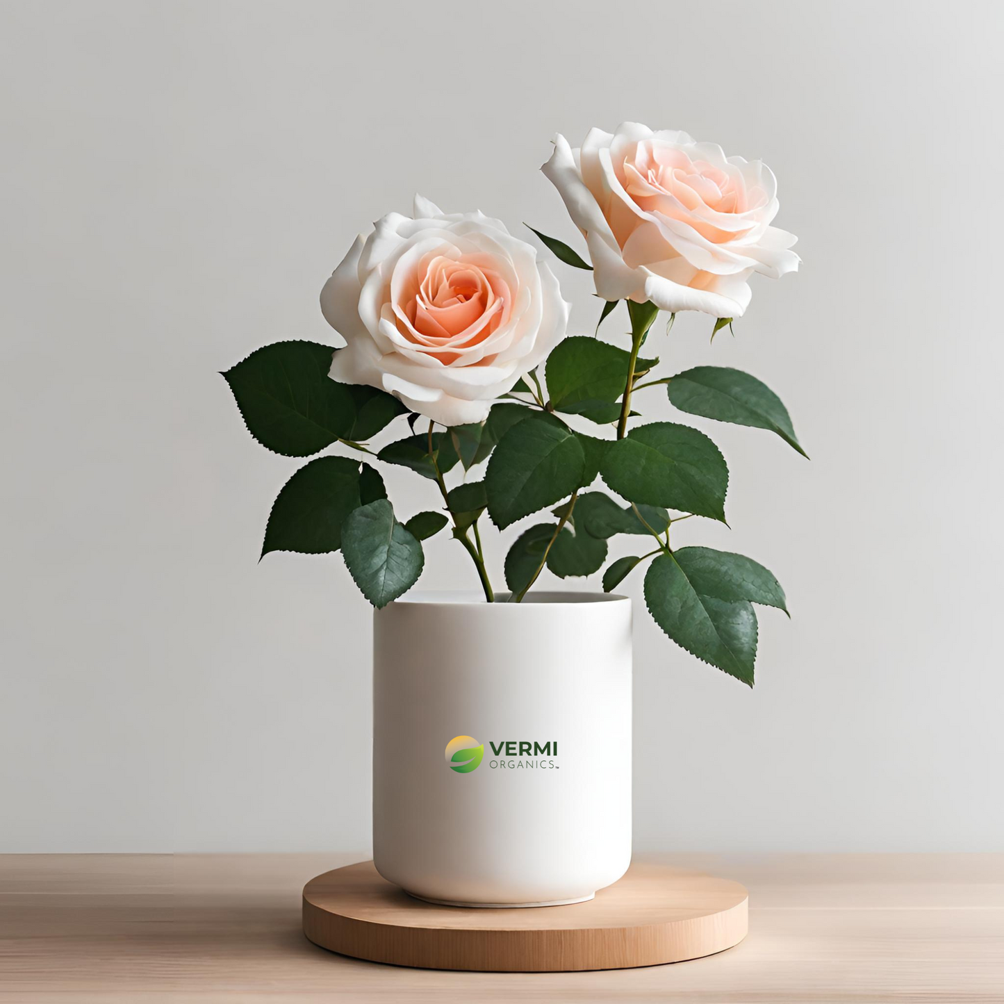 Scented rose (Any Variety Any Color) Plant