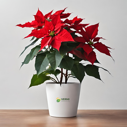 Poinsettia Christmas Flower (Red) Plant