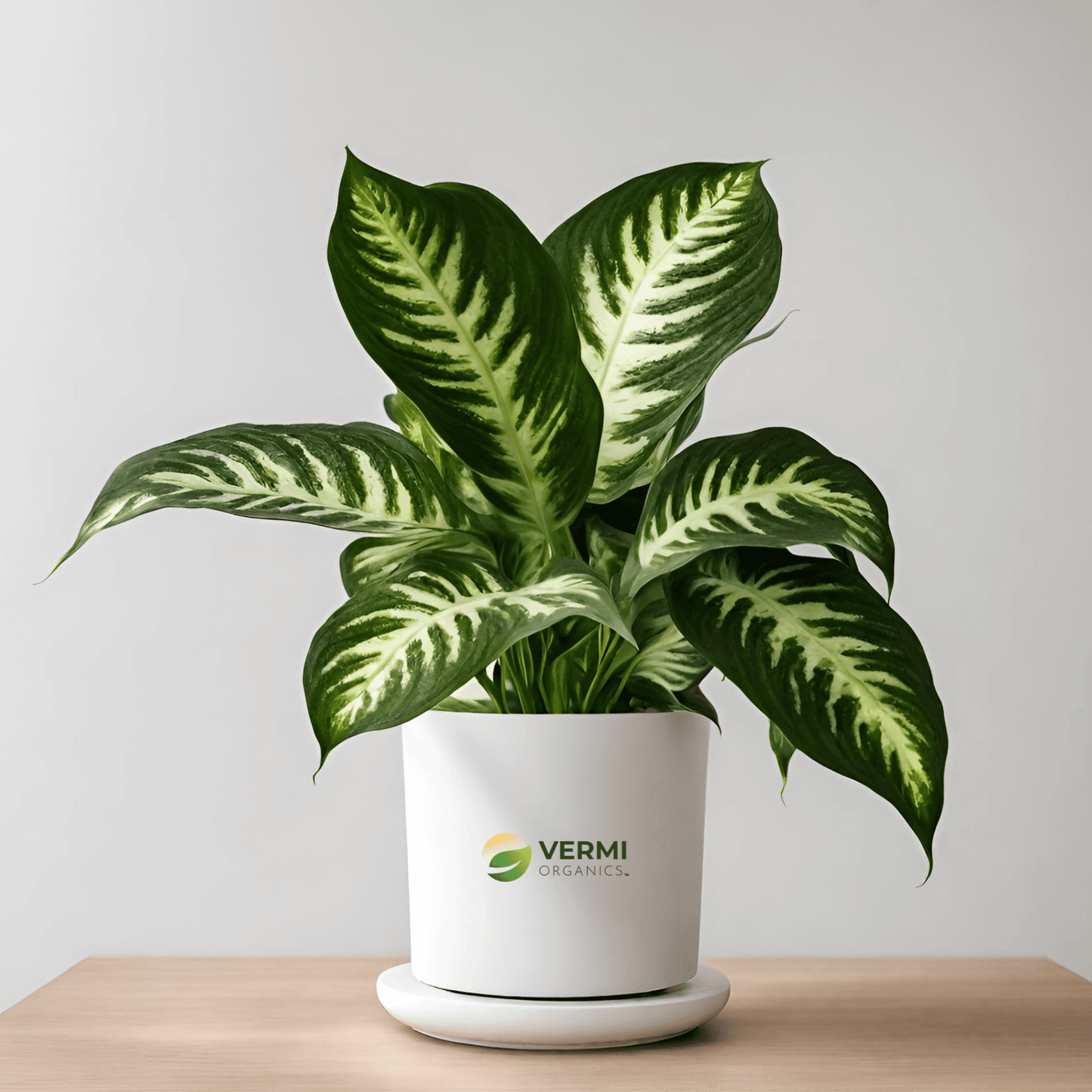 Dieffenbachia Compacta Perfecta Plant