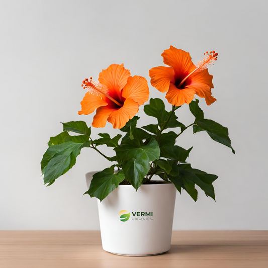 Hibiscus Gudhal Flower (Orange) Plant