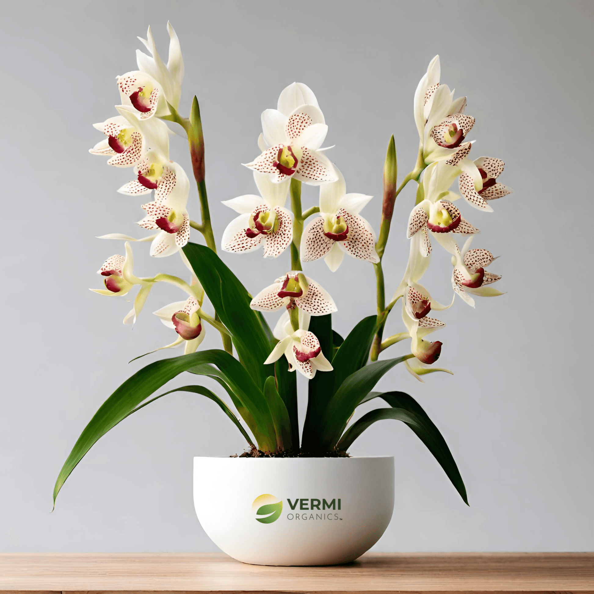 Cymbidium Hybrids Plant