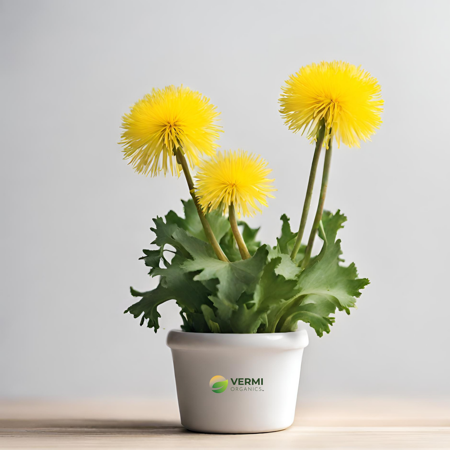 Taraxacum officinale Plant