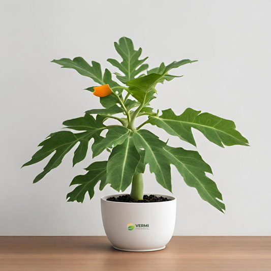 Papaya, Papita ( Grown through seeds ) - Plant