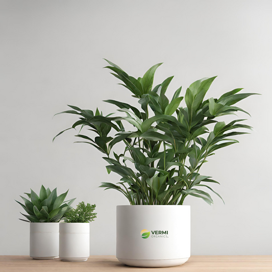 Plant Pack For Healthy Home Office