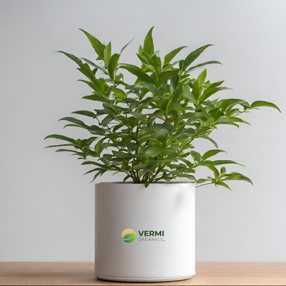 Ostrya virginiana Plant
