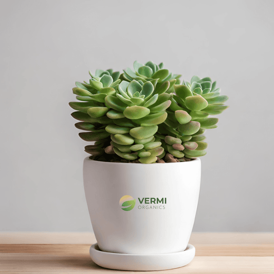 Crassula Surprise Party Succulent Plant