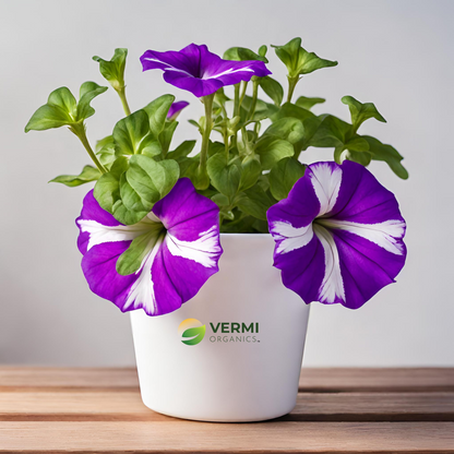 Petunia (Violet with White Strip) Plant