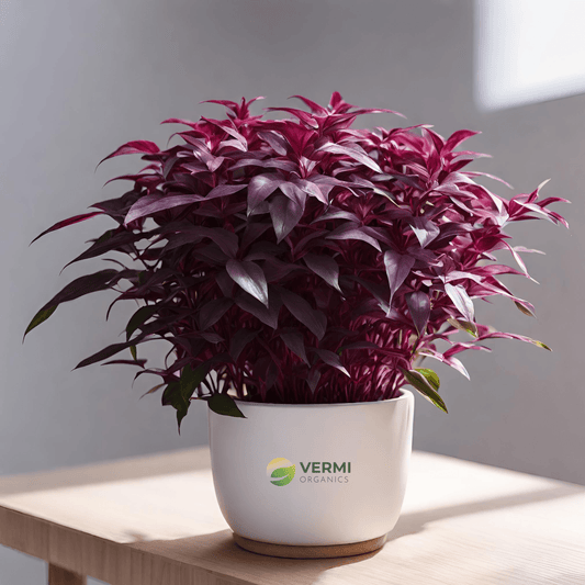 Alternanthera Purple Kinght Plant