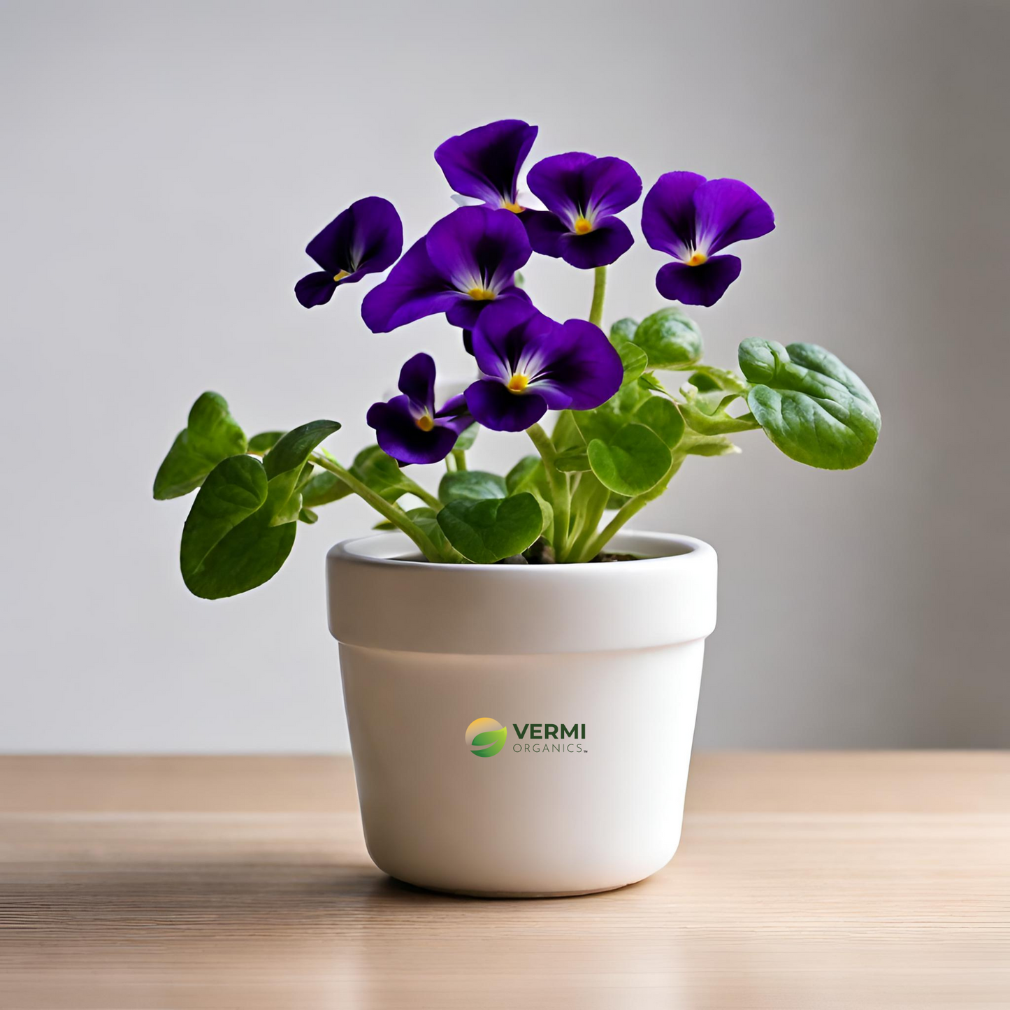 Torenia (Purple) Plant