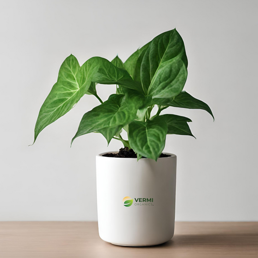 Syngonium Green Plant