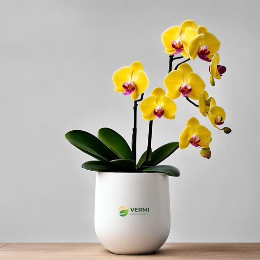 Phalaenopsis Orchid Yellow Plant