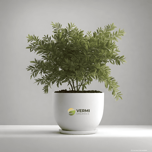 Acacia Arabica - Plant