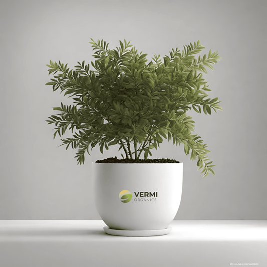 Acacia Arabica Plant