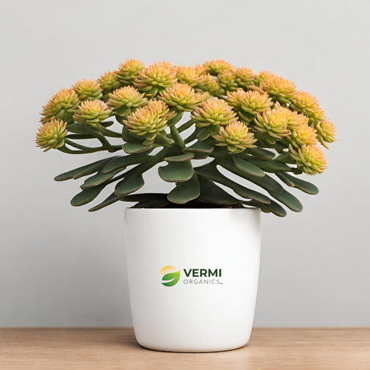 Golden Root Rhodiola rosea Succulent Plant