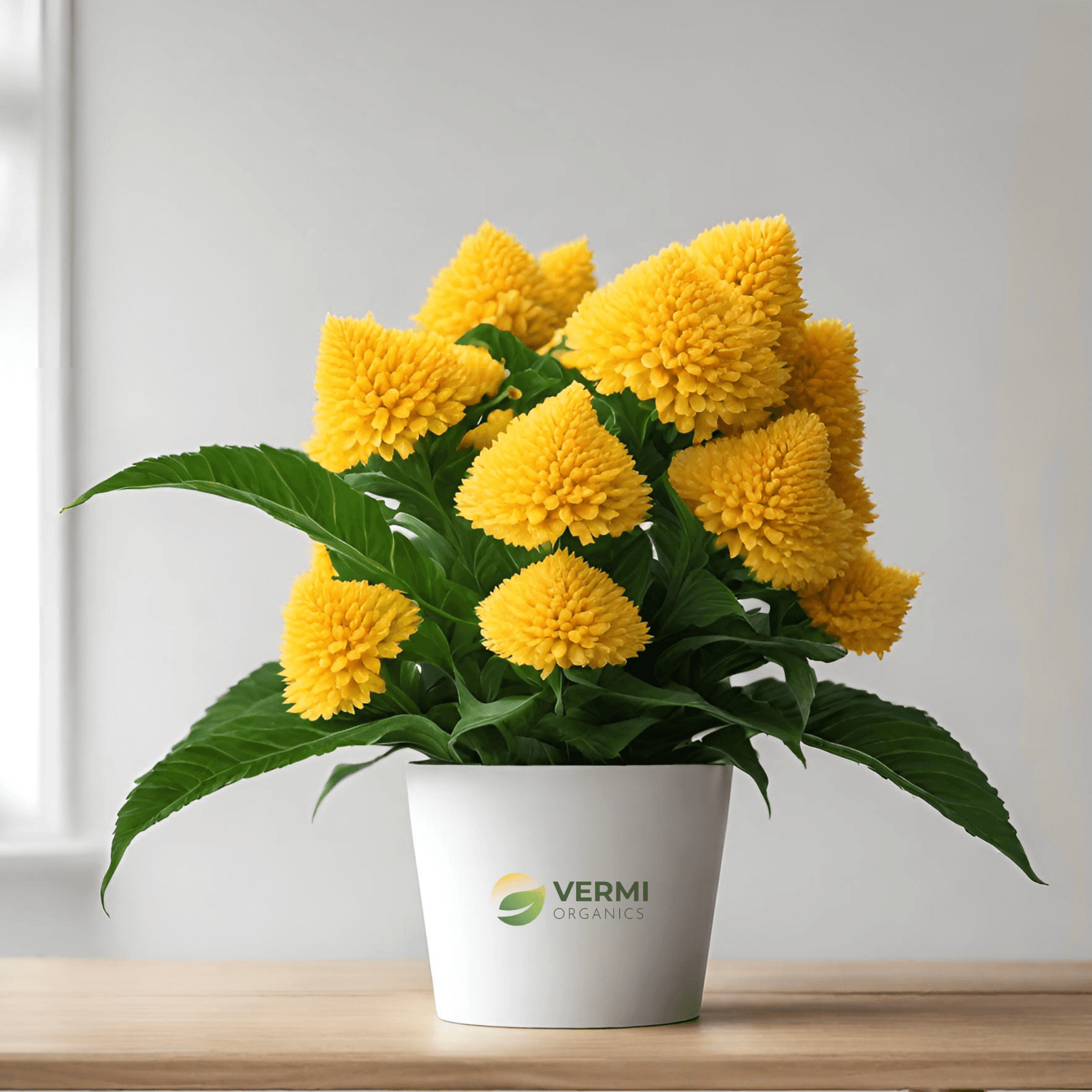Celosia (Yellow) Plant