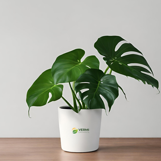 Monstera Siltepecana Plant