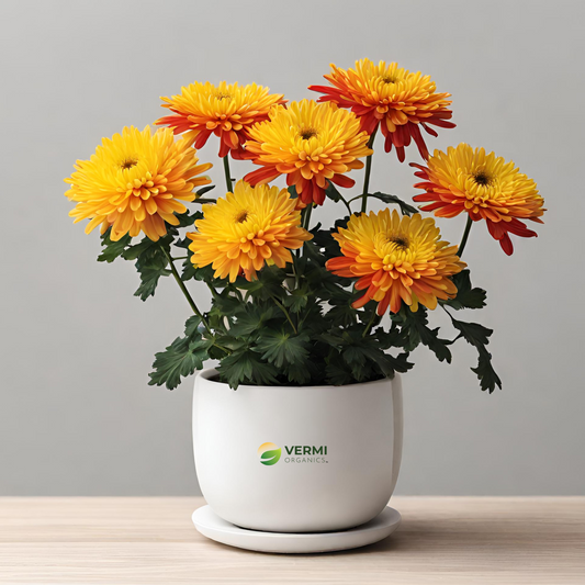 Shevanti Chrysanthemum (Yellow, Red) Plant