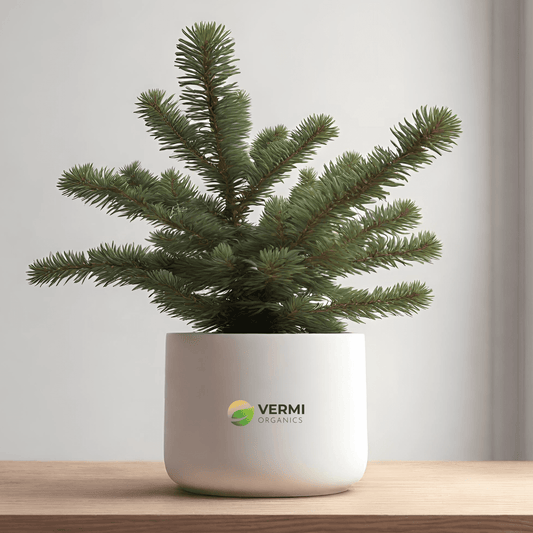 Abies Webbiana Plant