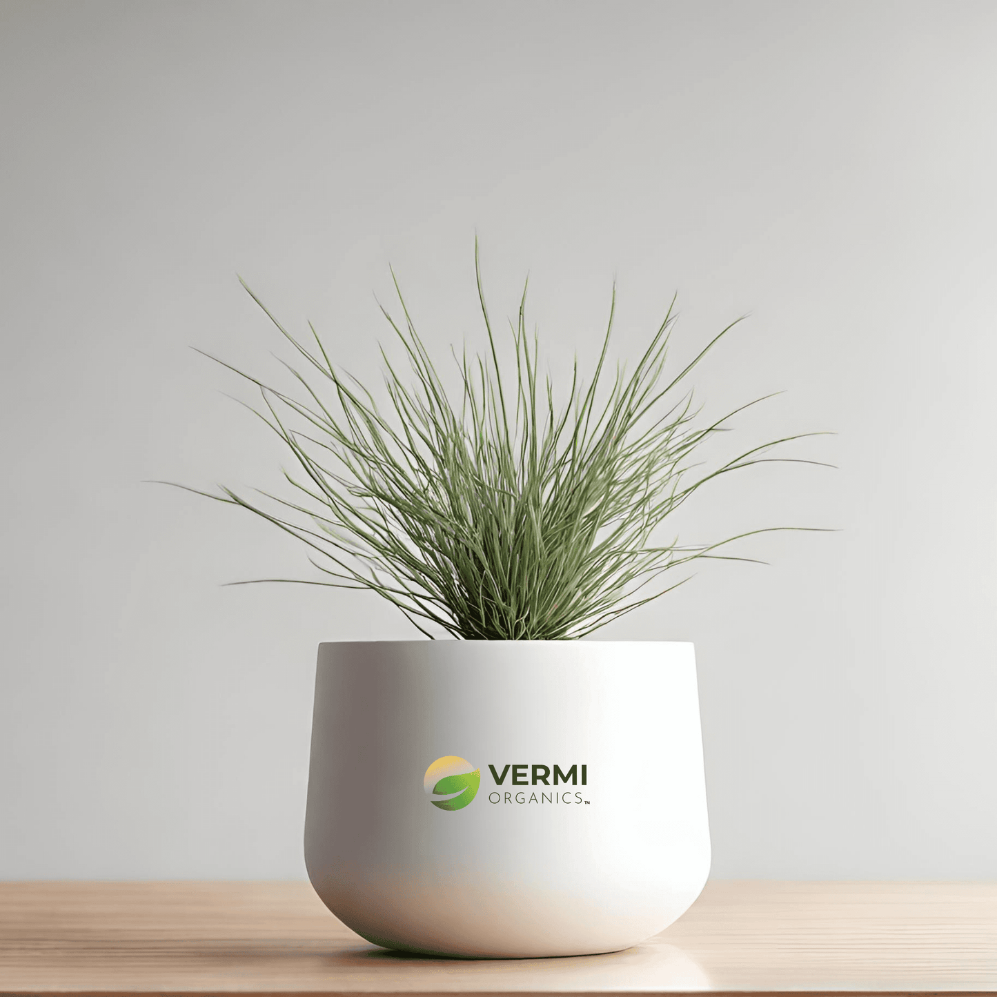 Buy Ephedra Gerardiana Plant- Vermi Organics