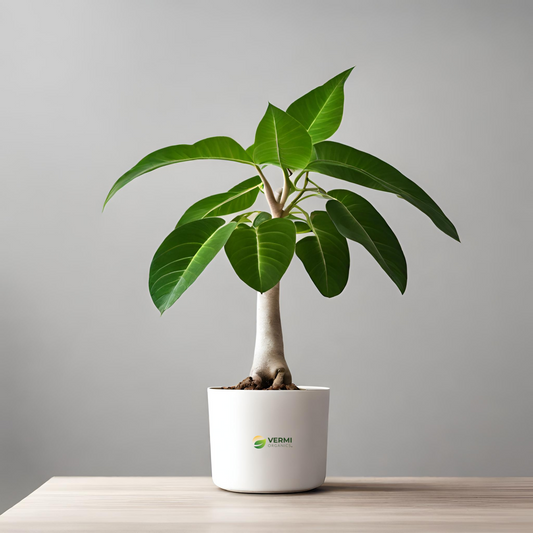 Pachira Money Tree Plant