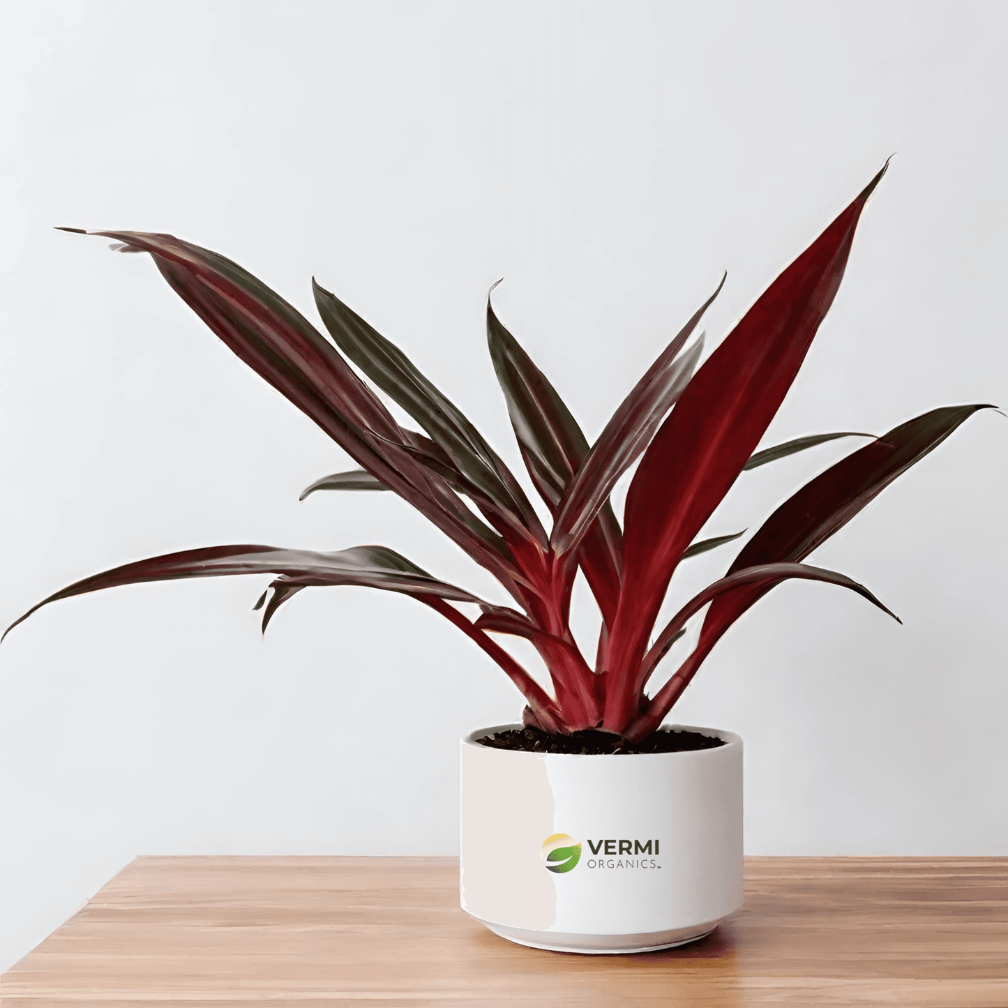 Dracaena Mahatma Cordyline Terminalis Plant