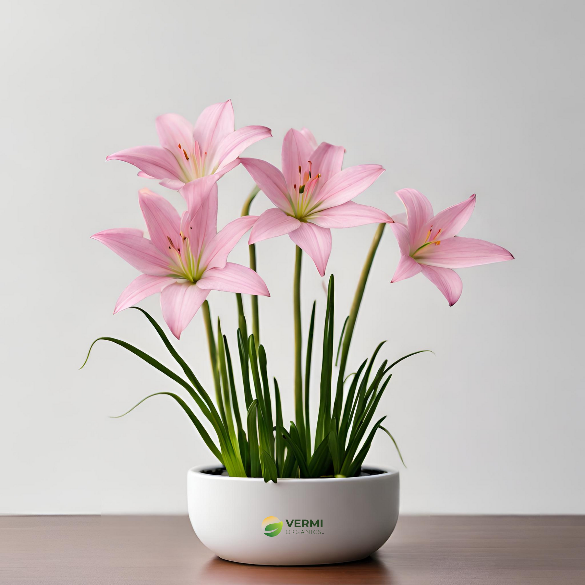 Zephyranthes Grandiflora Pink Rain Plant