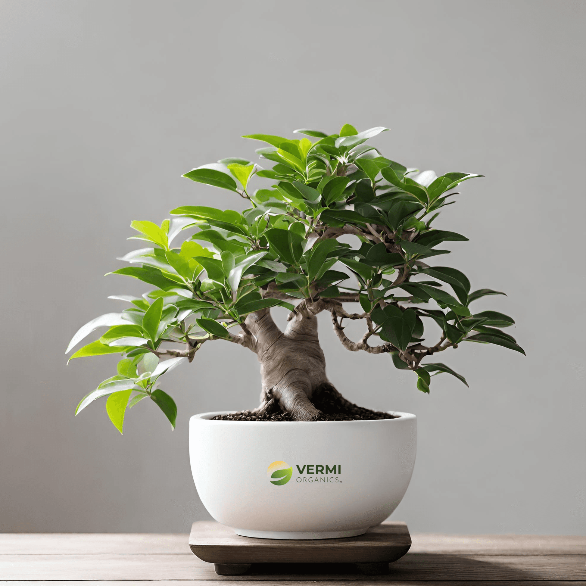 Ficus Bonsai Plant