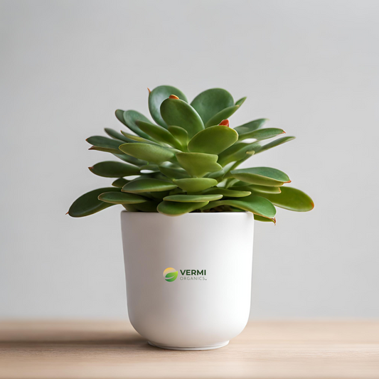 Peperomia rubella Succulent Plant