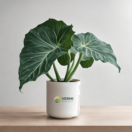 Alocasia Esculata Plant