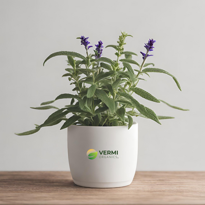 Salvia plebeia Plant