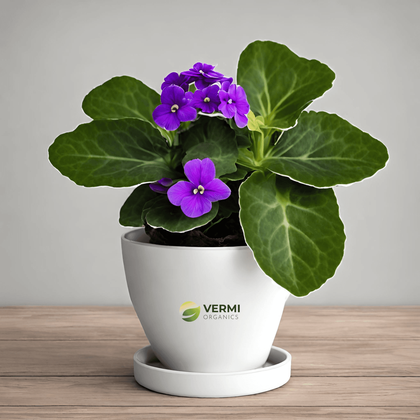 African Violets (Any Color) Plant