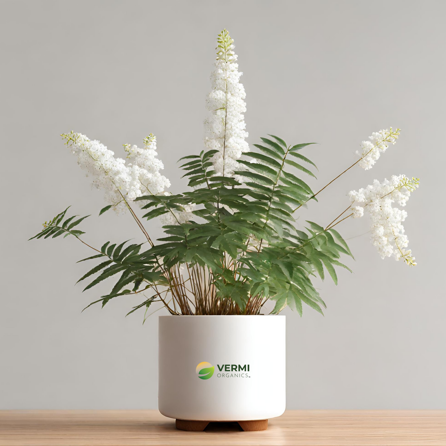Leptandra virginica Plant