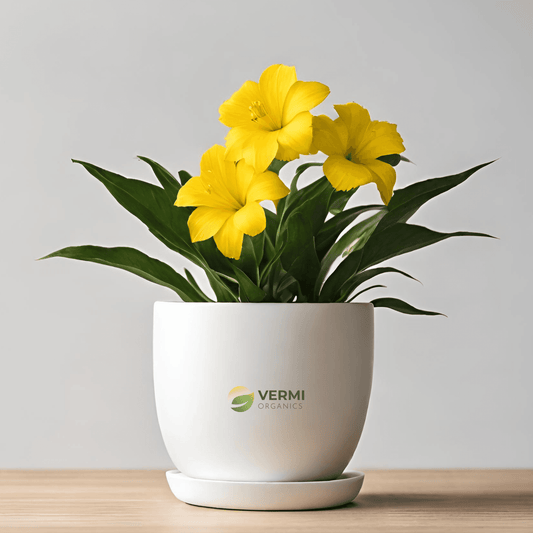 Cattaleya Yellow Hybrid Plant