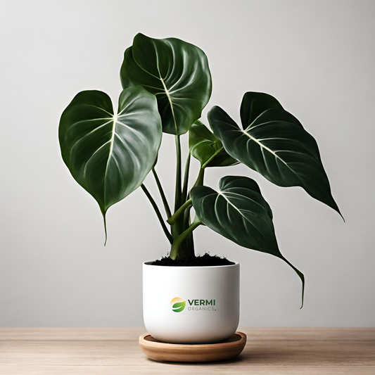 Philodendron melanochrysum Black Plant