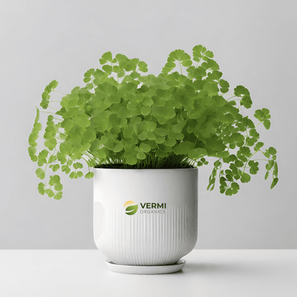 Adiantum Raddianum, Maidenhair Fern - Plant