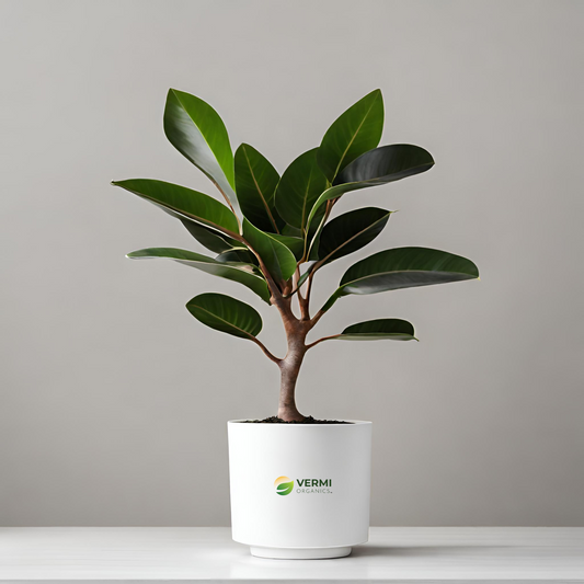 Rubber Tree Plant Ficus elastica Plant