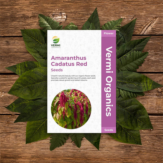 Amaranthus Cadatus Red Chauli - Flower Seeds pack of 50
